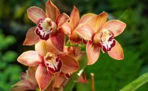 6 orchidėjų priežiūros patarimai + gudrybė, kuri užtikrins ilgesnį ir puošnesnį žydėjimą
