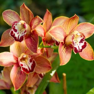6 orchidėjų priežiūros patarimai + gudrybė, kuri užtikrins ilgesnį ir puošnesnį žydėjimą