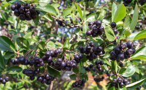 Aronijos - mano močiutė visuomet žinojo, kad tai tikras lobis sode