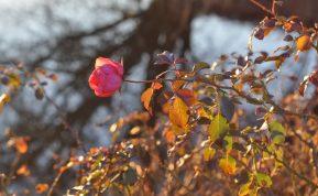 Atlikite tai dar rugsėjį ir išgelbėsite rožes nuo žiemos šalčių