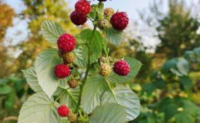 Aviečių sodinimas rudenį: kaip neleisti joms išplisti ir užtikrinti gausų uogų derlių?