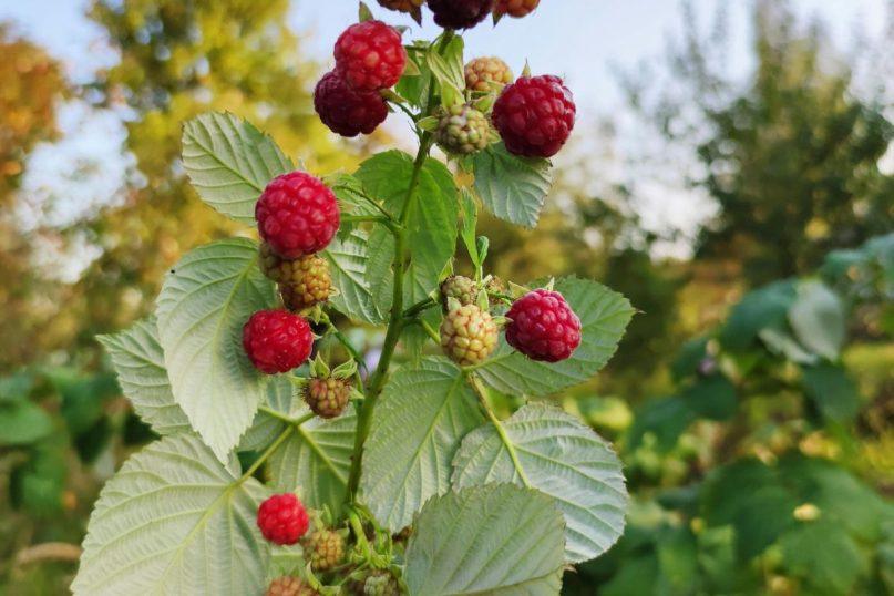 Aviečių sodinimas rudenį: kaip neleisti joms išplisti ir užtikrinti gausų uogų derlių?