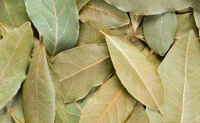 Gydytojo atsakymas, kodėl nėščios moterys turėtų atsisakyti lauro lapų