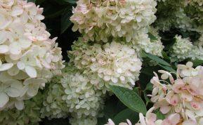 Hortenzijų žydėjimas iki šalnų: patikimas trąšų receptas, kurį vertą išbandyti