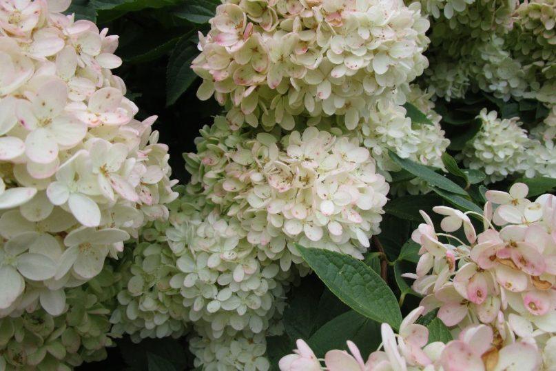 Hortenzijų žydėjimas iki šalnų: patikimas trąšų receptas, kurį vertą išbandyti