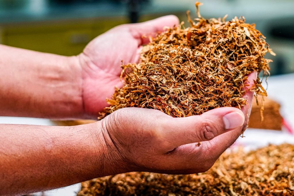 Hortenzijų žydėjimas iki šalnų: patikimas trąšų receptas, kurį vertą išbandyti. Tabako užpilas