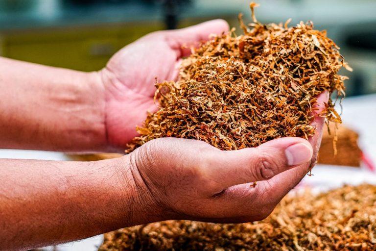 Hortenzijų žydėjimas iki šalnų: patikimas trąšų receptas, kurį vertą išbandyti. Tabako užpilas