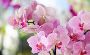 Jei naudosite šį patarimą, orchidėjos nenustos žydėti