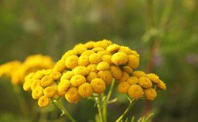 Jeigu namuose laikysite šį augalą – galėsite visam laikui pamiršti maisto kandis