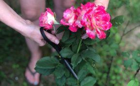 Ką daryti, kad skinta rožė išleistų šaknis?