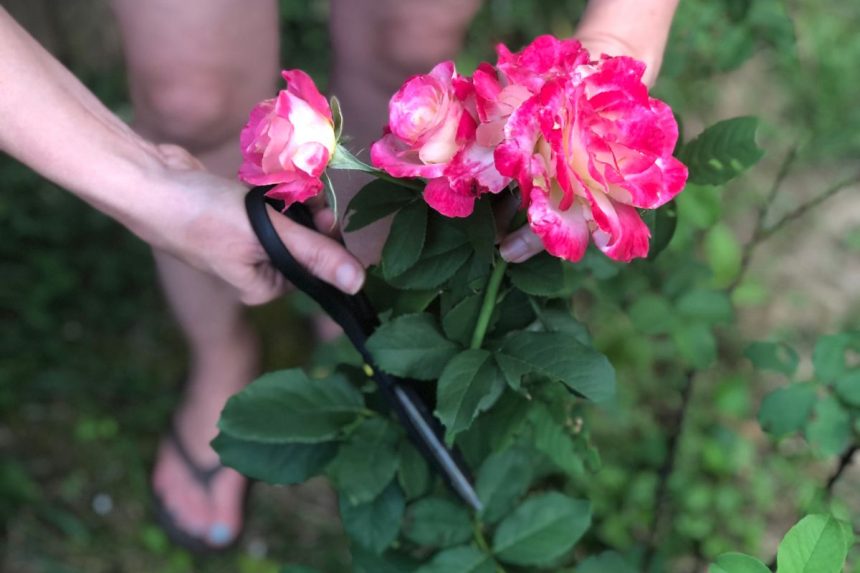 Ką daryti, kad skinta rožė išleistų šaknis?