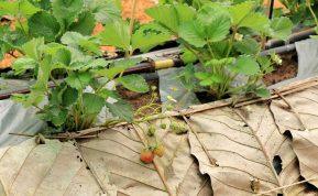 Kad kitąmet gautumėte gausų derlių, tinkamai pasirūpinkite braškėmis rudenį