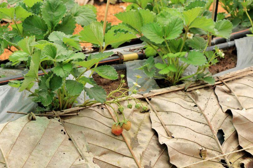 Kad kitąmet gautumėte gausų derlių, tinkamai pasirūpinkite braškėmis rudenį