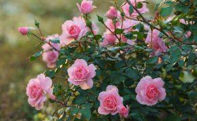 Kad rožės žiemą nesušaltų, rudenį išbandykite šiuos patarimus!