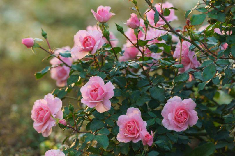 Kad rožės žiemą nesušaltų, rudenį išbandykite šiuos patarimus!