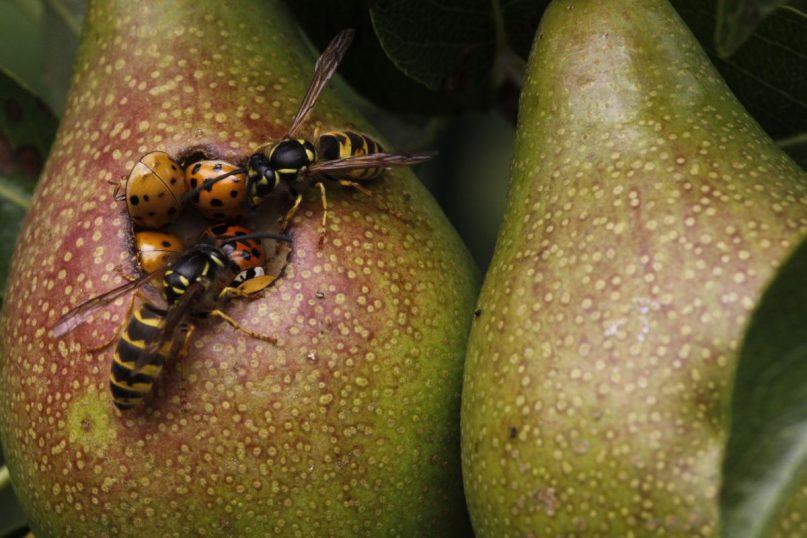 Rudeninė kova sode: kaip apsaugoti kriaušes nuo širšių antplūdžio
