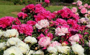 Kodėl rudenį verta persodinti bijūnus į naują vietą?