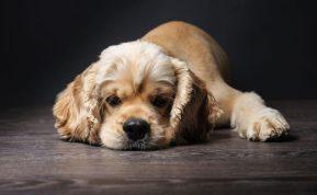 Kodėl šuo naudingas namuose: faktai ir prietarai