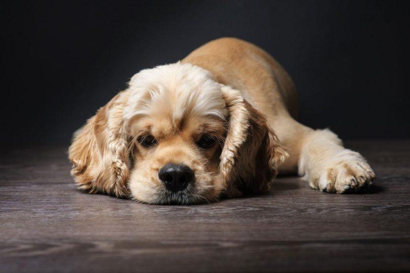 Kodėl šuo naudingas namuose: faktai ir prietarai