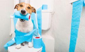 Labai efektyvus namų gamybos tualeto valiklis! Visus ingredientus rasite virtuvėje!