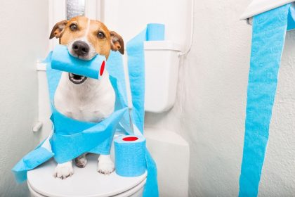 Labai efektyvus namų gamybos tualeto valiklis! Visus ingredientus rasite virtuvėje!