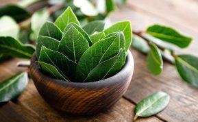 Lauro lapai per 3 dienas ištraukia druskos perteklių iš kūno. Dingo galvos skausmas ir sumažėjo svoris!