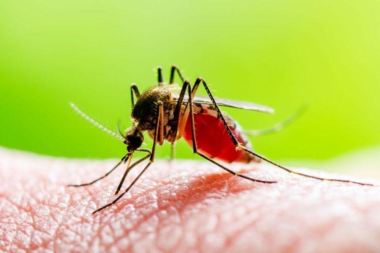 Lūžis kovoje su Zika virusu: Brazilijos mokslininkai pristatė proveržį. Proveržis San Paule