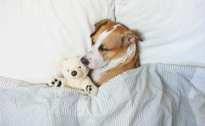 Mokslininkų išvados: sunkiosios antklodės – privalumas ar tik pinigų švaistymas?