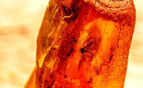 Nauja paslaptis apie dinozaurų išnykimą: ar gintarinis uodas pražudė milžinus?