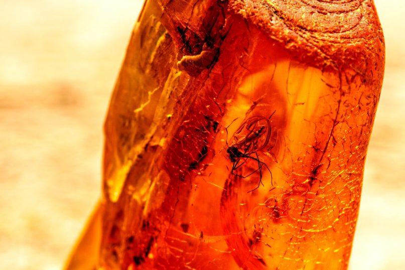 Nauja paslaptis apie dinozaurų išnykimą: ar gintarinis uodas pražudė milžinus?