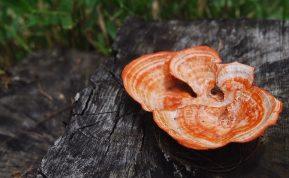 Nauji atradimai vėžio gydymo srityje: Taivane rastas grybas, blokuojantis vėžines ląsteles