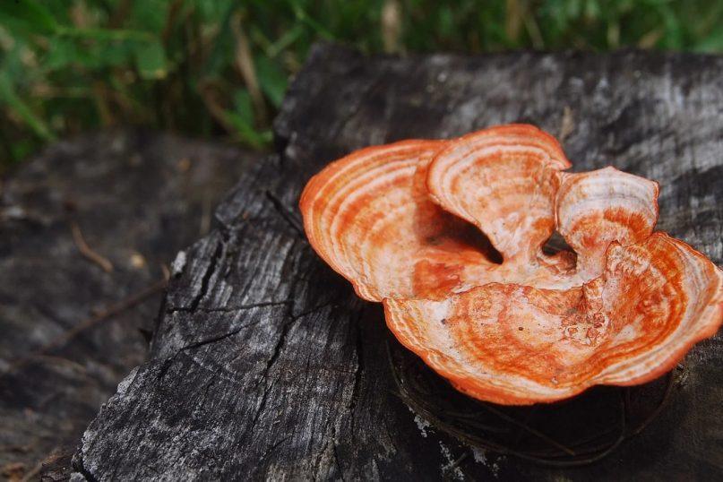 Nauji atradimai vėžio gydymo srityje: Taivane rastas grybas, blokuojantis vėžines ląsteles