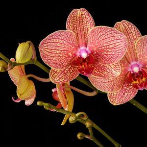 Nužydėjo orchidėja? Štai, ką padarykite ir vėl sulauksite gausių žiedų