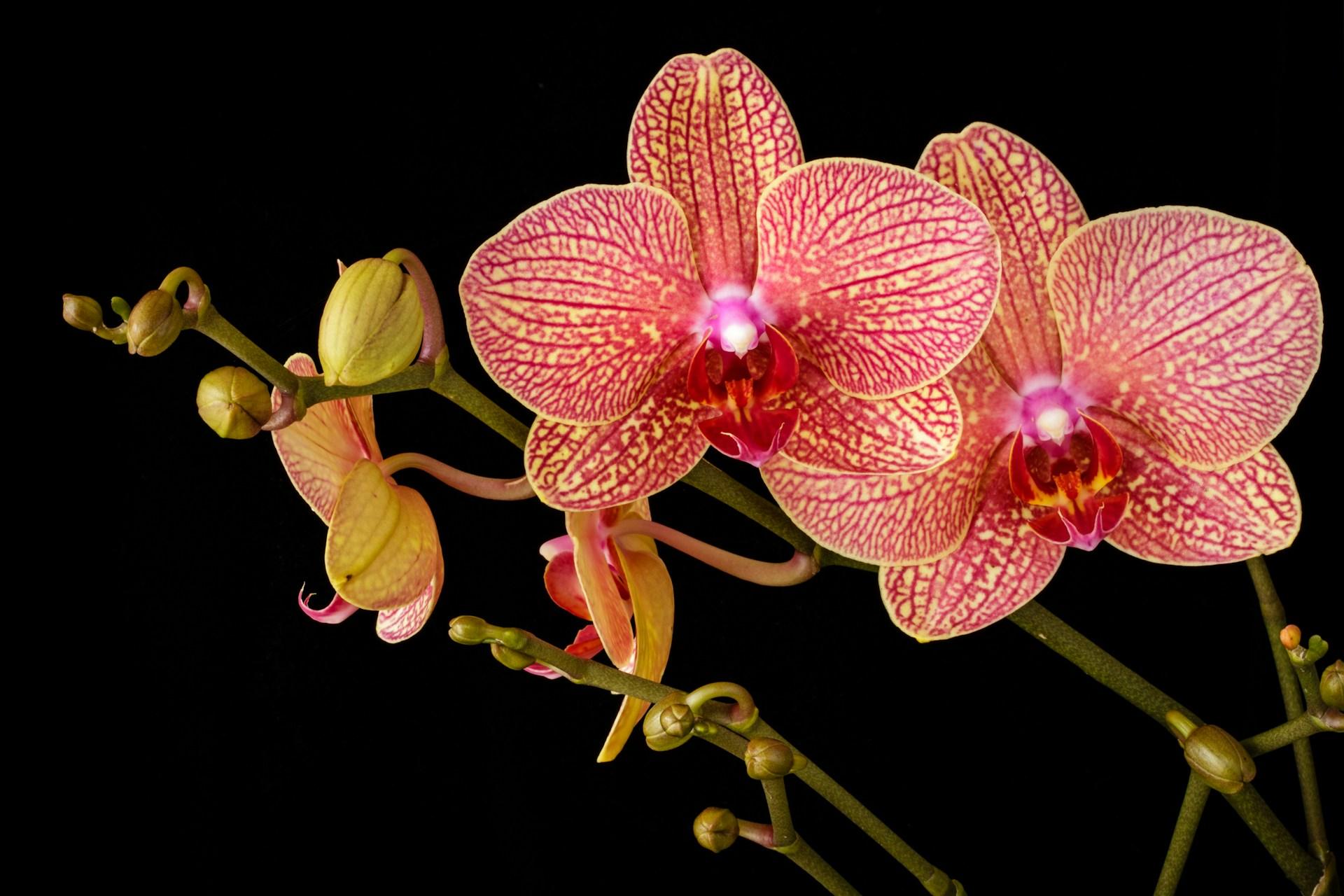 Nužydėjo orchidėja? Štai, ką padarykite ir vėl sulauksite gausių žiedų