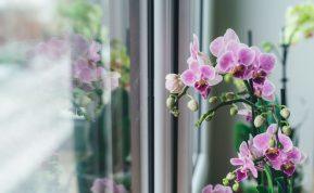 Orchidėja namuose. Ar turėtumėte ją ten auginti?