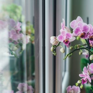 Orchidėja namuose. Ar turėtumėte ją ten auginti?
