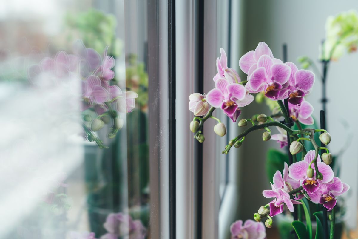 Orchidėja namuose. Ar turėtumėte ją ten auginti?