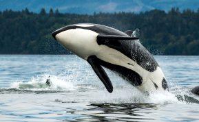 Orkų išpuolis prie Portugalijos krantų, užpuolė 2 laivus - vienas nuskendo