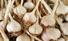Paaiškėjo, kad česnaką laikiau netinkamai: kaimynas man papasakojo, kaip jį išlaikyti šviežią net iki 2 metų!