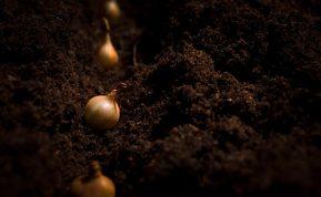 Patyrusių daržininkų paslaptis, kaip sodinti svogūnus rudenį, kad sulauktumėte ansktyvo derliaus