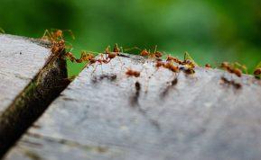 Puikus būdas atsikratyti skruzdėlių namuose ir sode. Reikės visai nedaug pastangų!