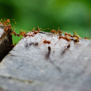 Puikus būdas atsikratyti skruzdėlių namuose ir sode. Reikės visai nedaug pastangų!