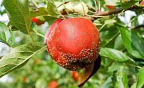 Pūvantys obuoliai ant medžio: patarimai kaip apsaugoti jų derlių