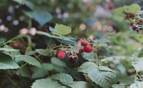 Rudenį susidžiovinkite aviečių lapų: juos naudosite ištisus metus