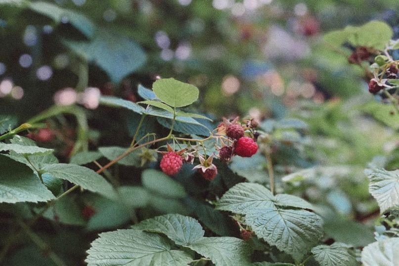 Rudenį susidžiovinkite aviečių lapų: juos naudosite ištisus metus