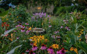 Rudeninis daugiamečių augalų dauginimas: būdai ir patarimai