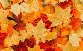 Rudens lygiadienis: ką svarbu padaryti iki rugsėjo 22 d.?