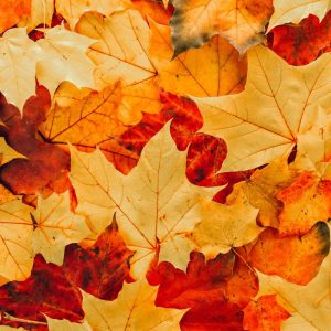 Rudens lygiadienis: ką svarbu padaryti iki rugsėjo 22 d.?