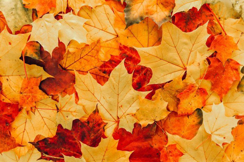 Rudens lygiadienis: ką svarbu padaryti iki rugsėjo 22 d.?