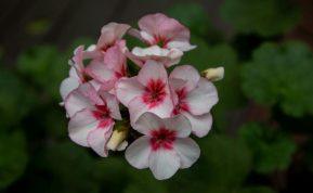 Ruošiame pelargonijas žiemai: kokia turėtų būti jų priežiūra?